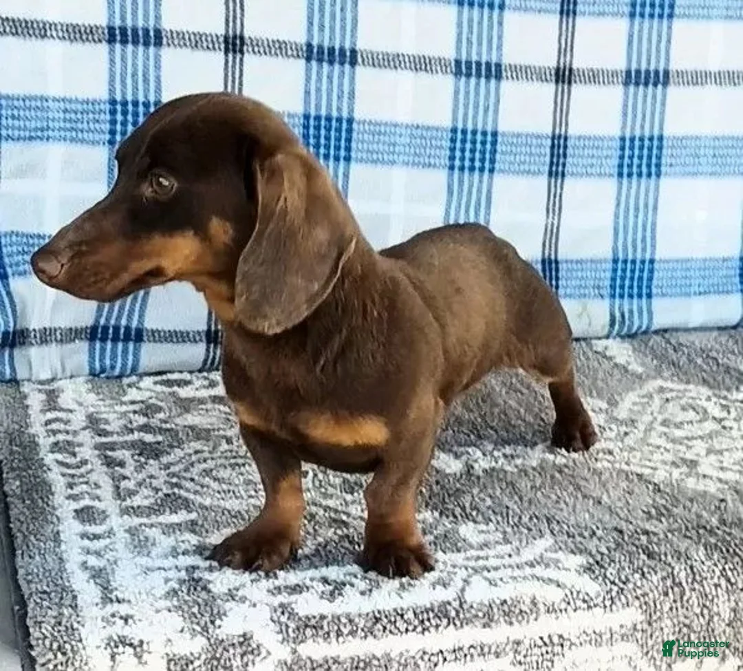 Miniature Dachshund dogs for sale: Frankie - Ad 9
