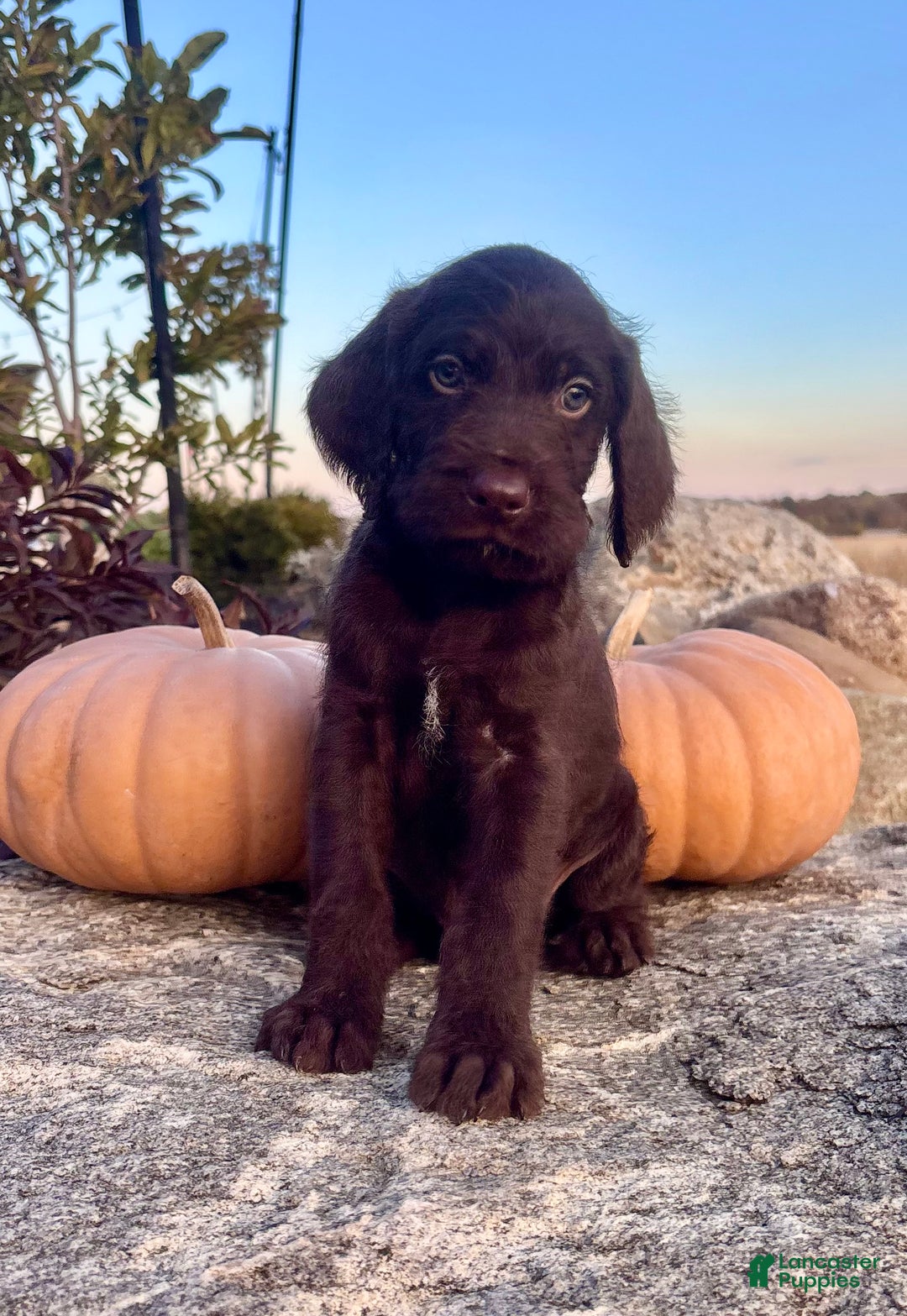 Mixed Breed dogs for sale: Jaxon - Ad 2