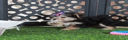 Yochon dogs for sale: Autumn Precious Female Yochon Puppy - Ad 5