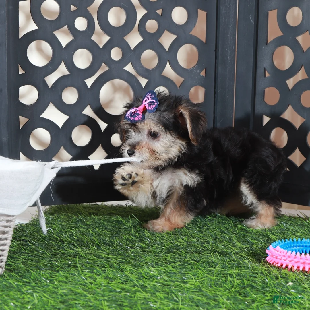 Yochon dogs for sale: Autumn Precious Female Yochon Puppy - Ad 5