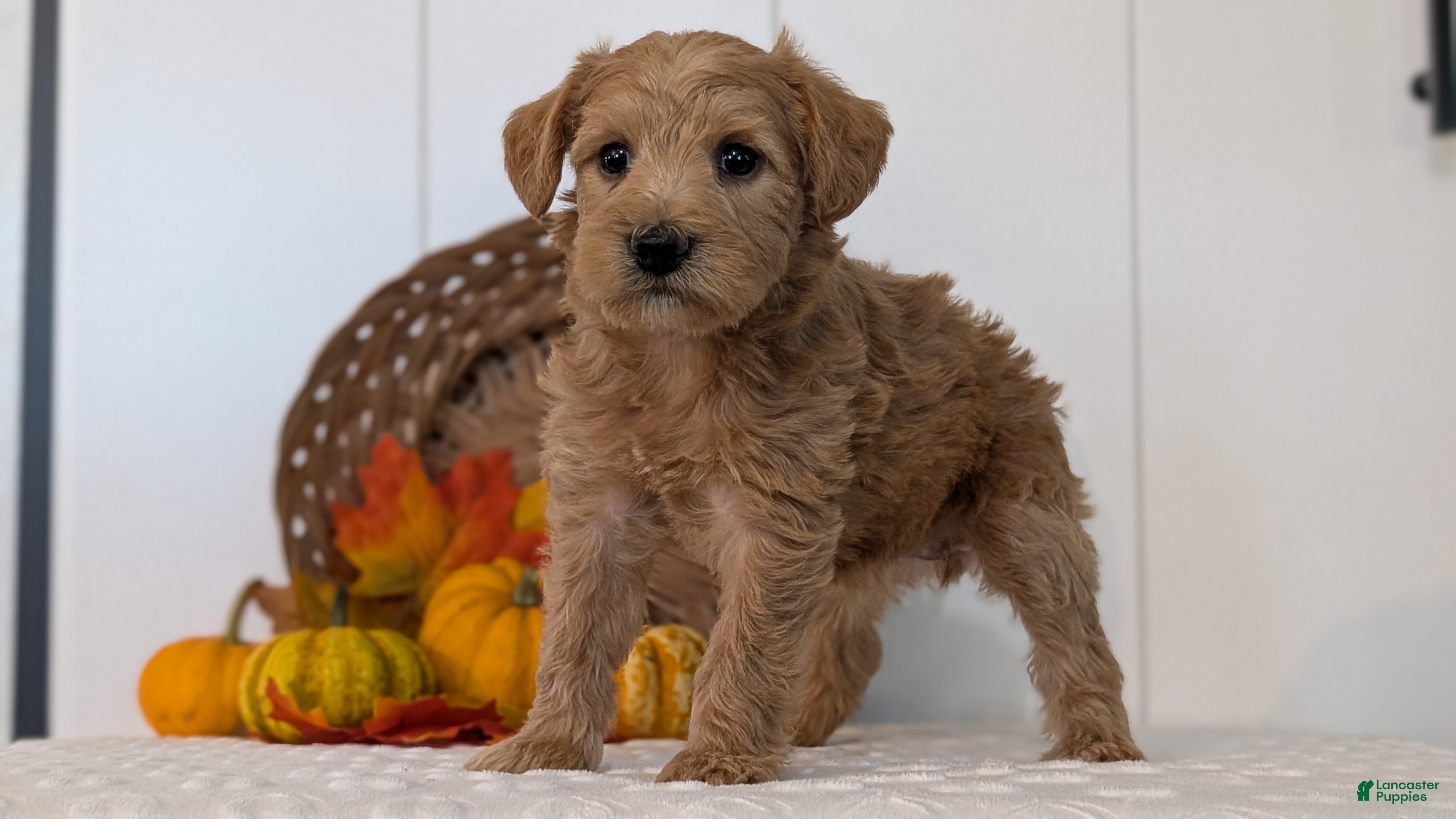 Schnoodle dogs Rosy - Ad 2