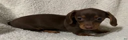Miniature Dachshund dogs for sale: BAE - Ad 5
