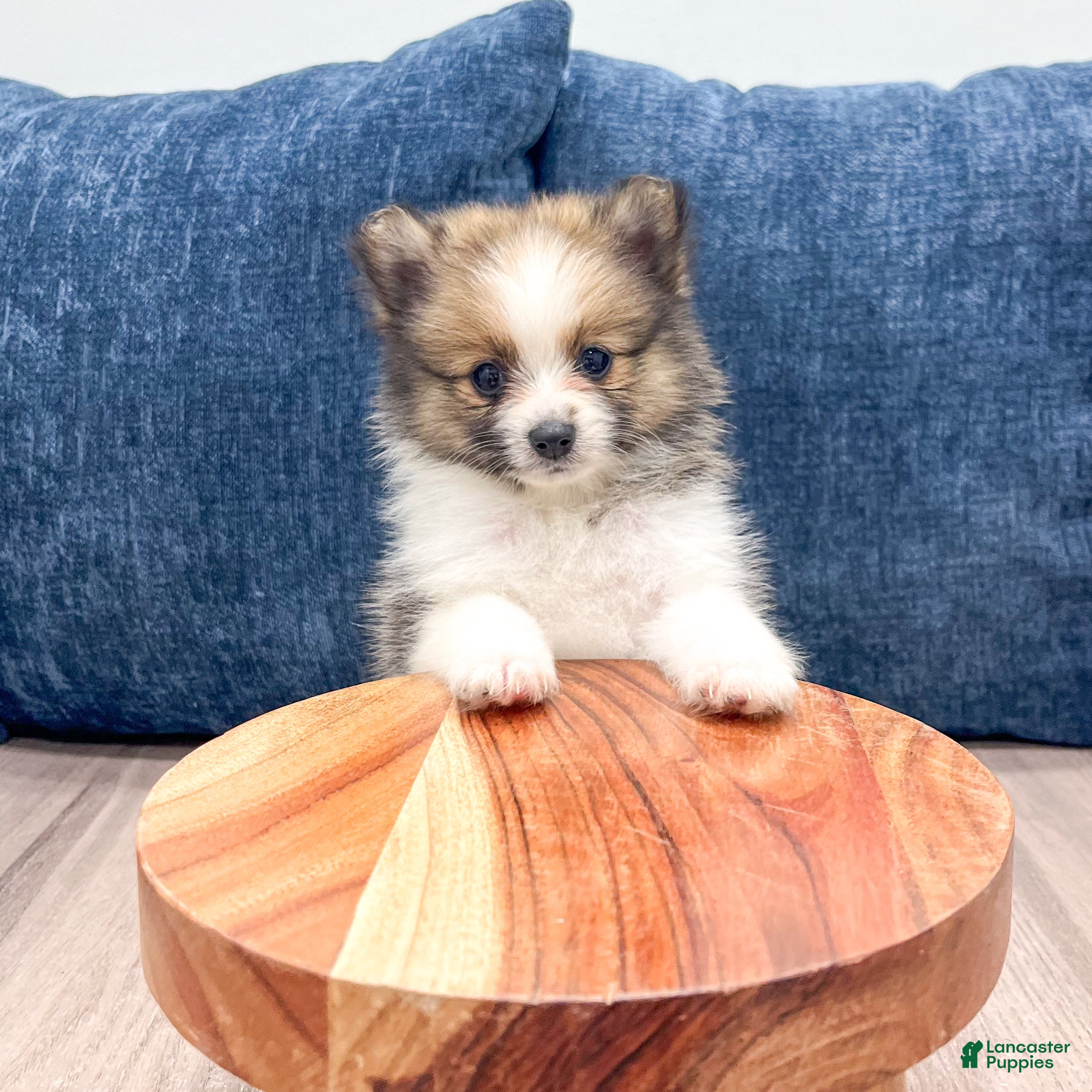 Pomeranian dogs Chloe - Ad 2