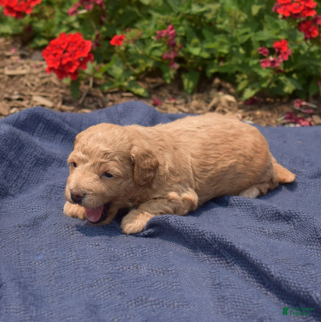 Bichpoo dogs for sale: Rookie - Ad 6