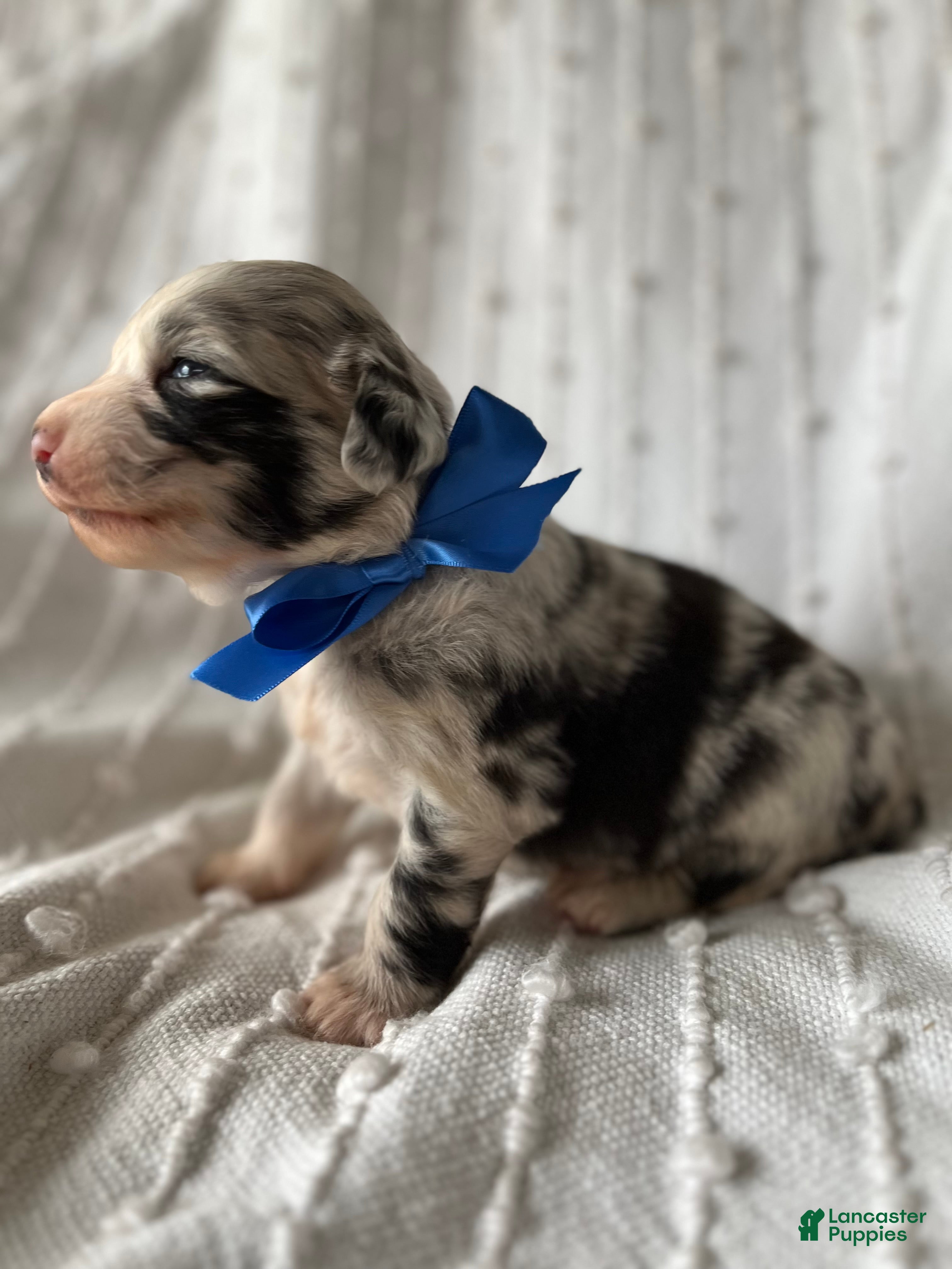 Mixed Breed dogs for sale: Charlie - Ad 1