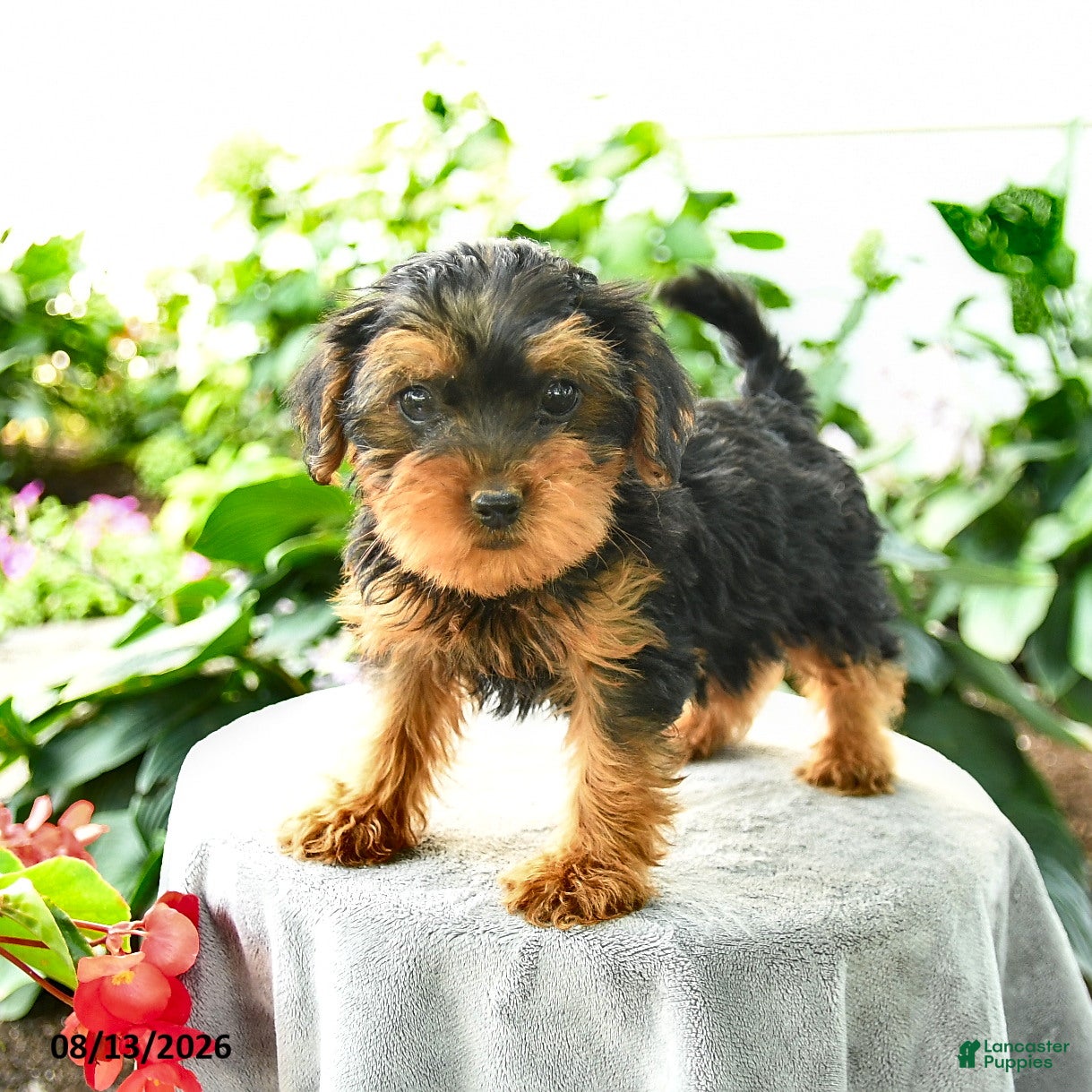 Yorkiepoo dogs Pruitt - Ad 1