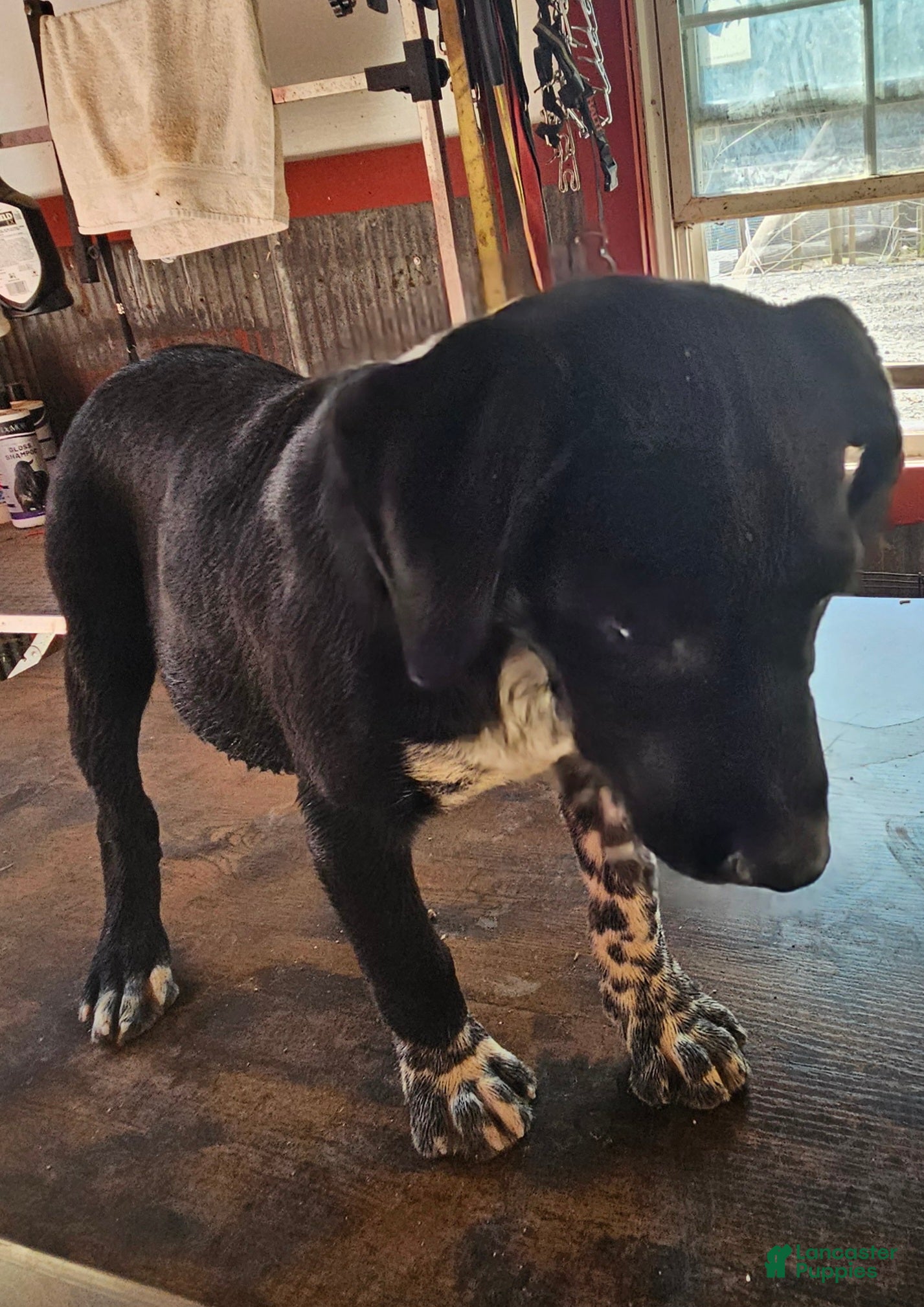 Mixed Breed dogs for sale: Mixed Breed Puppy 1 - Ad 1