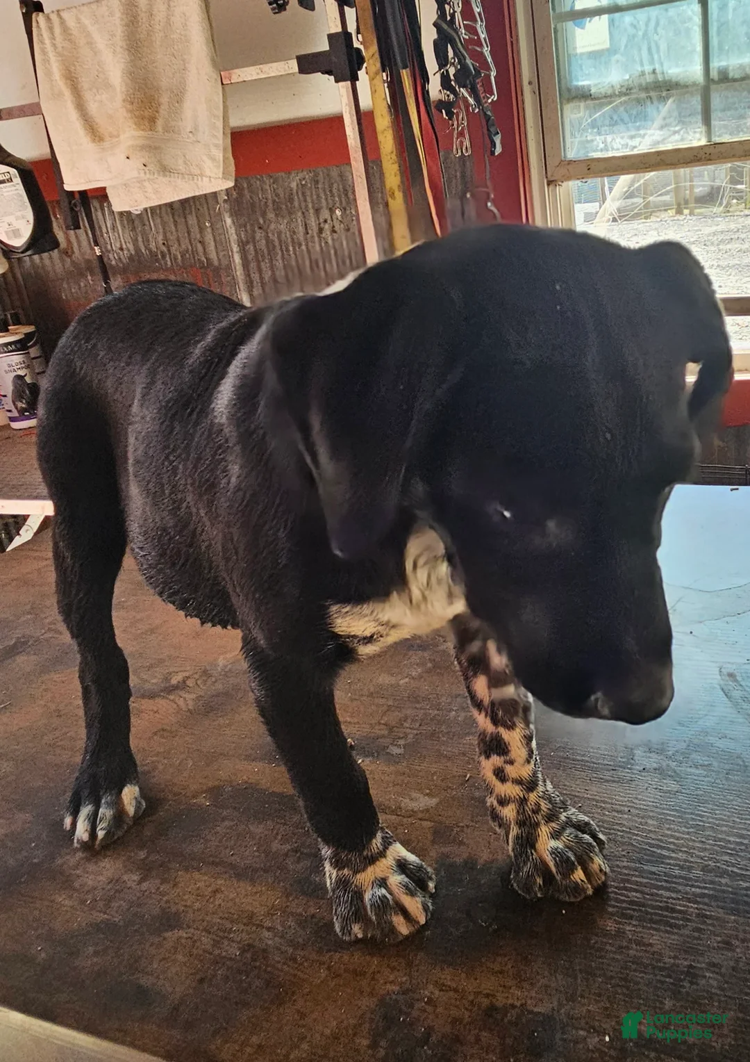 Mixed Breed dogs for sale: Mixed Breed Puppy 1 - Ad 1