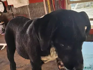 Mixed Breed dogs for sale: Mixed Breed Puppy 1 - Ad 1