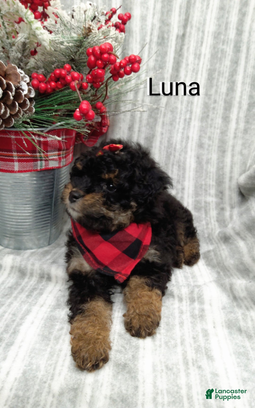 Mini Bernedoodle dogs for sale: Luna - Ad 3
