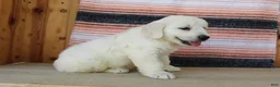 Golden Retriever dogs for sale: Queenie English Cream  - Ad 6