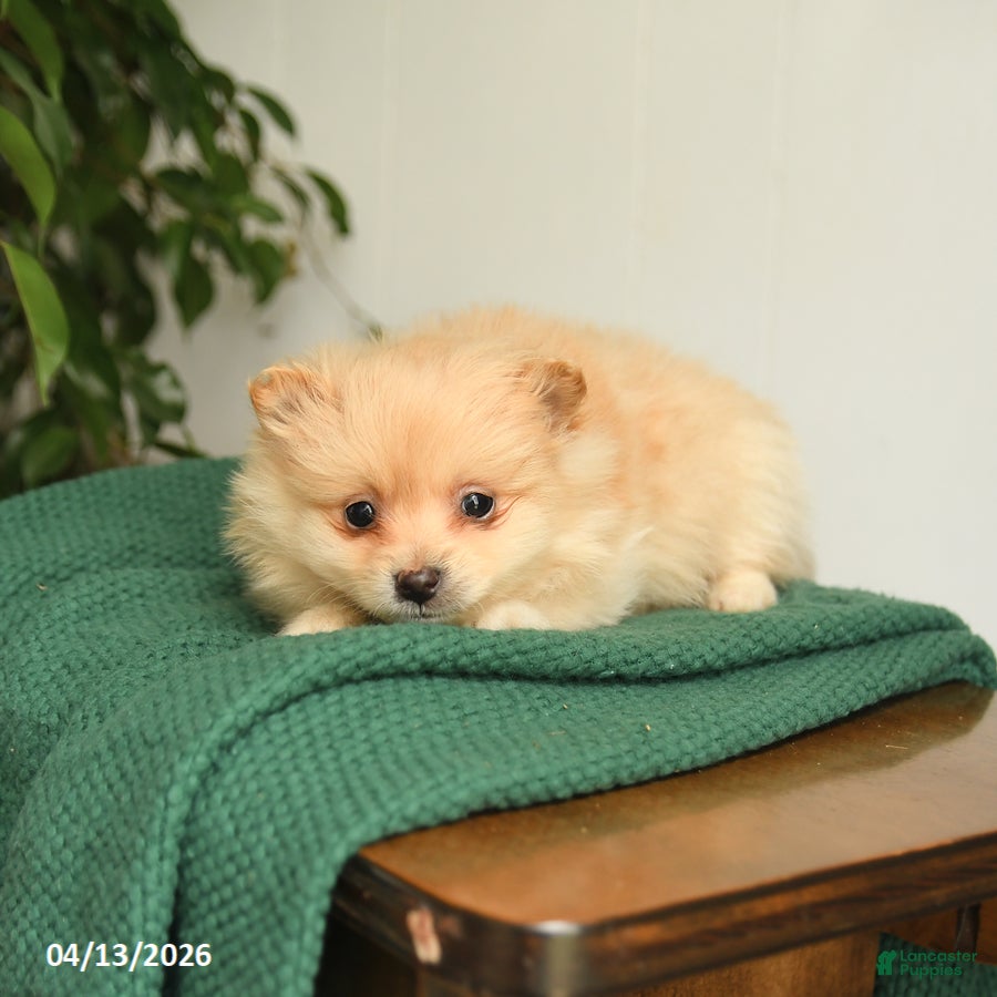 Mixed Breed dogs Blake - Ad 2