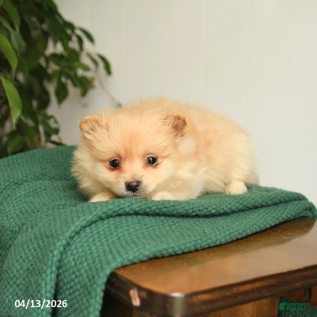 Mixed Breed dogs for sale: Blake - Ad 2