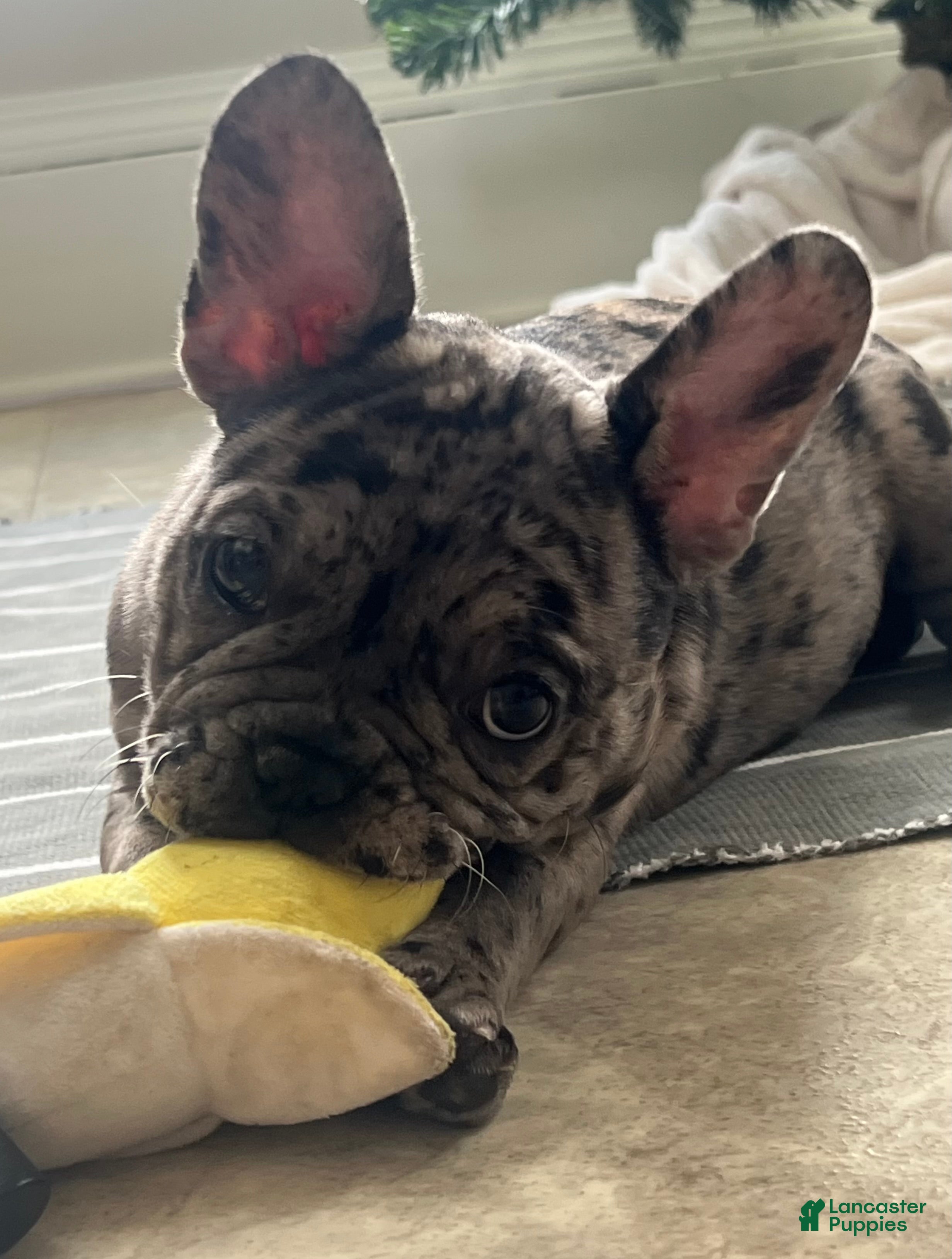 French Bulldog dogs Olympia - Ad 5