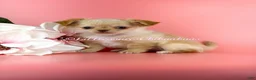 Chihuahua dogs for sale: Ben - Ad 3