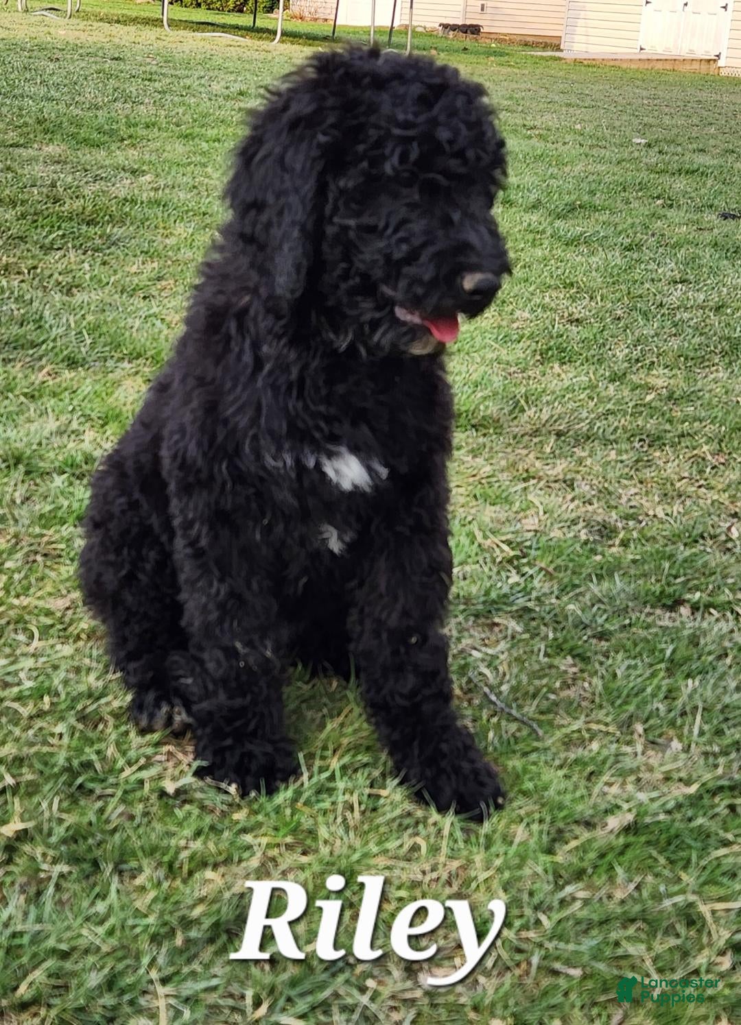 Labradoodle dogs Riley - Ad 36