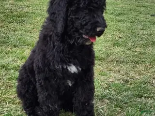 Labradoodle dogs Riley - Ad 36