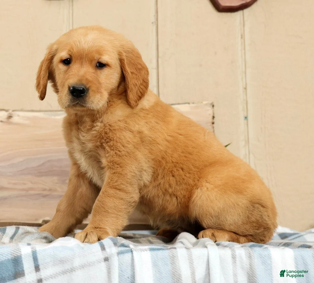 Golden Retriever dogs for sale: Bonnie - Ad 1