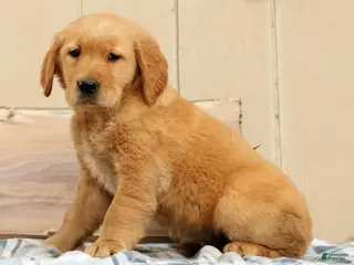 Golden Retriever dogs for sale: Bonnie - Ad 4