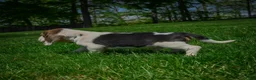 Beagle dogs for sale: Norris - Ad 4