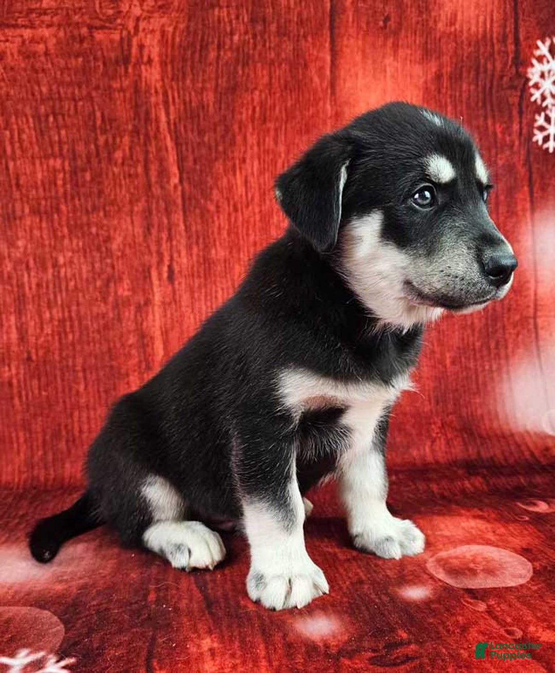 Goberian dogs for sale: Denali - Ad 2