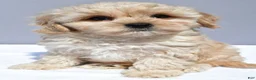 Cavapoo dogs for sale: Lyndon - Ad 5
