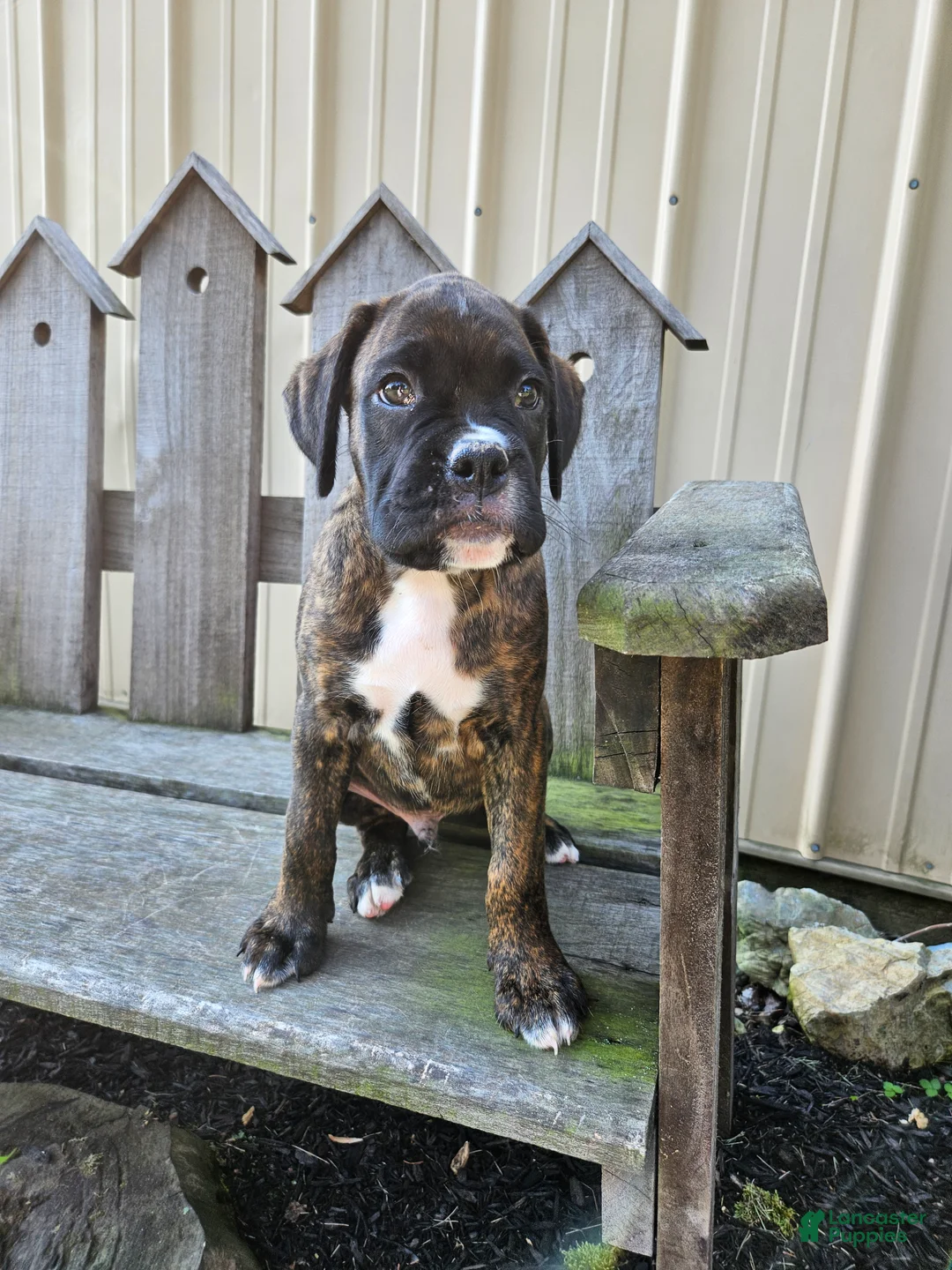 Boxer dogs for sale: Roscoe - Ad 2