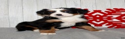 Bernese Mountain Dog dogs for sale: Lucy - Ad 5