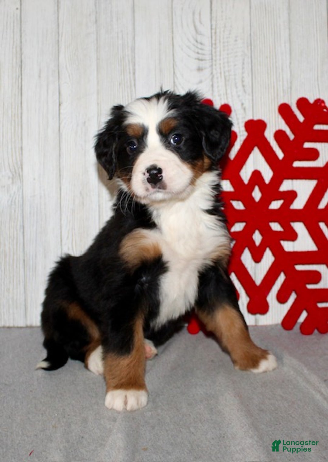 Bernese Mountain Dog dogs for sale: Lucy - Ad 5