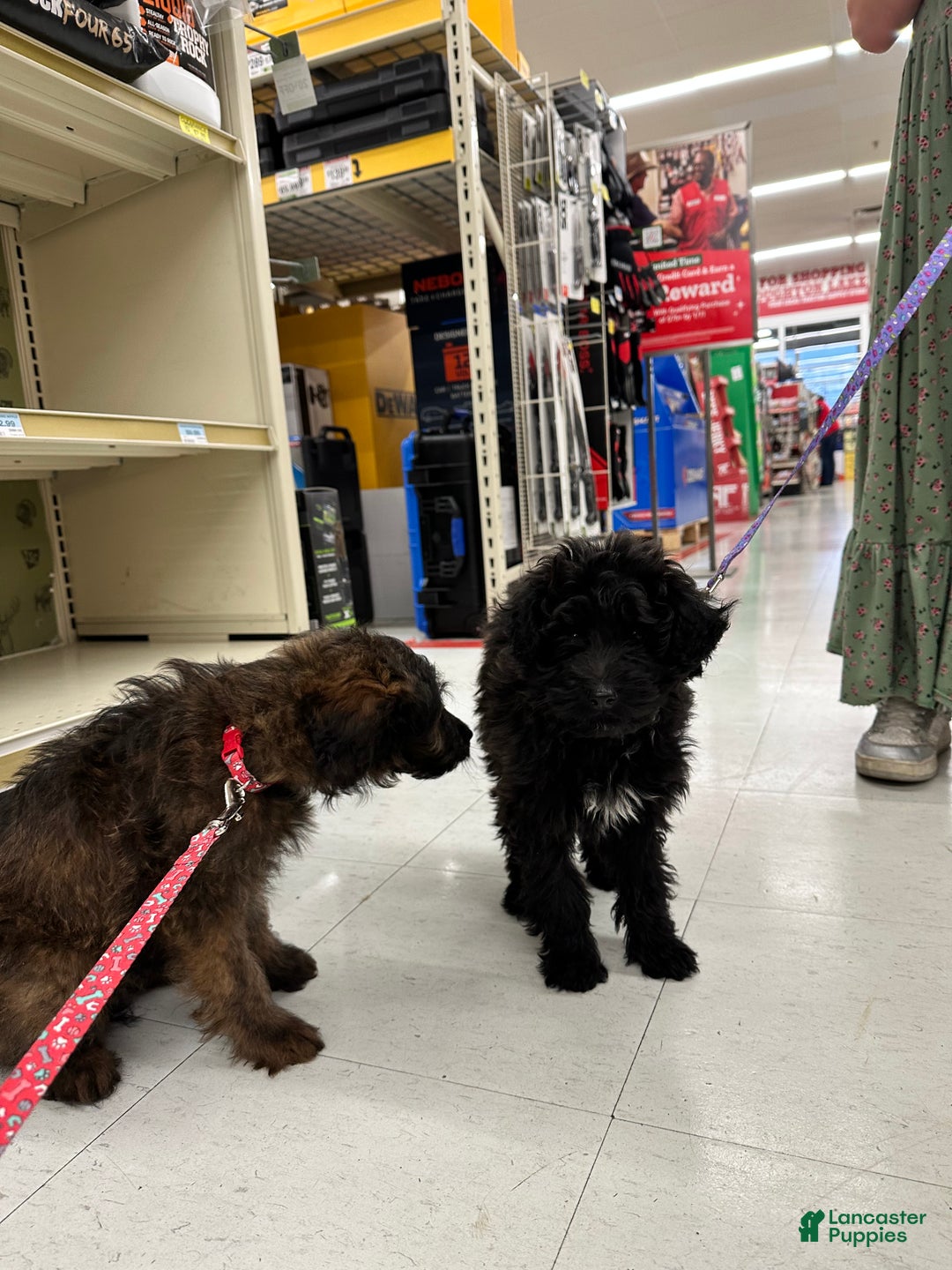 Sheltiedoodle dogs for sale: Sheltiedoodle Puppy 2 - Ad 8