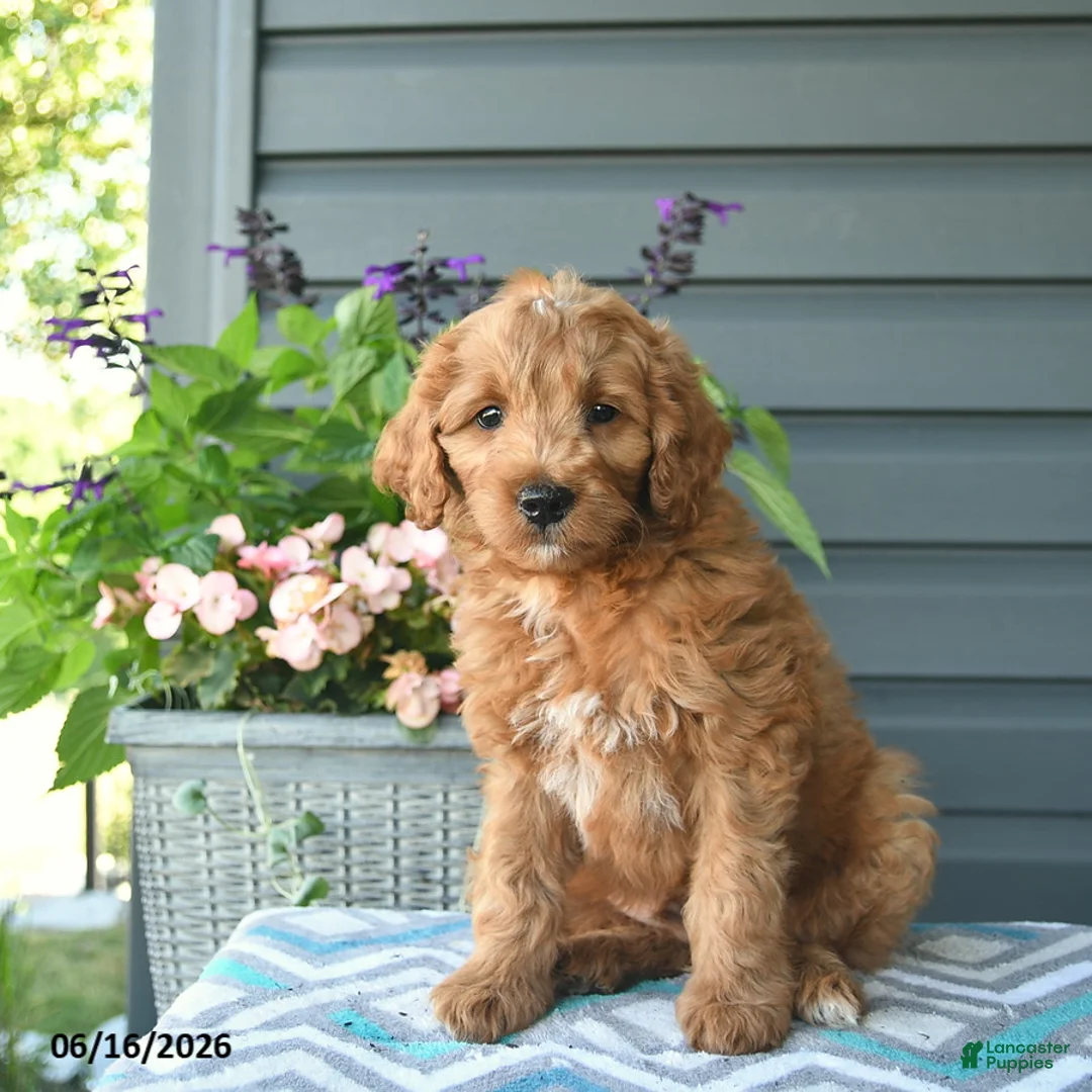 Mini Goldendoodle dogs for sale: Ash  - Ad 3