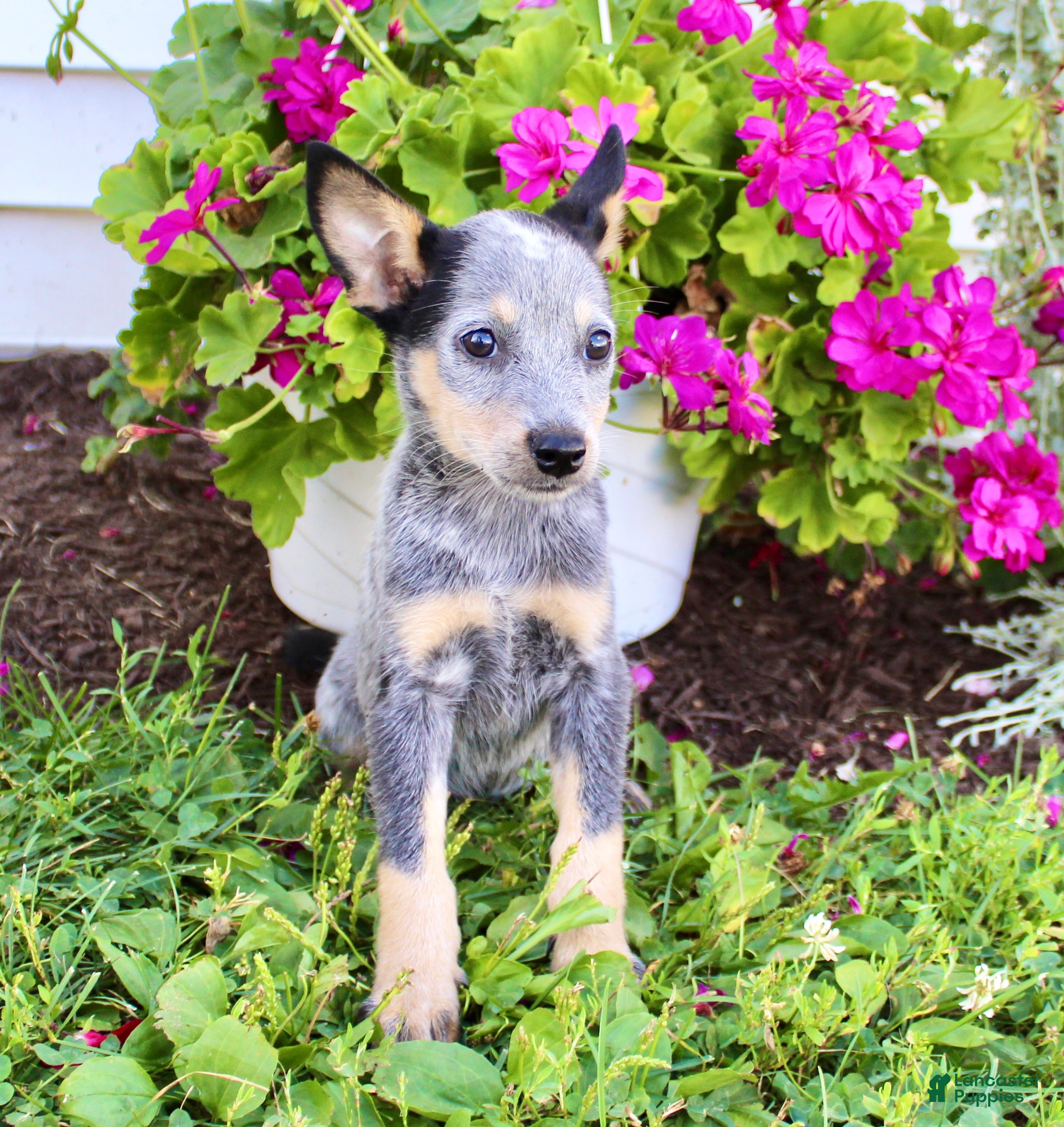 Red Heeler Blue Heeler Mix With Blue Eyes Blue Heeler Mix Stumpy