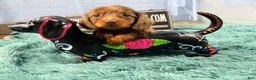 Miniature Dachshund dogs for sale: Champion bred lh female import dapple - Ad 5
