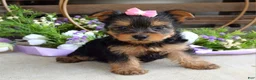 Yorkshire Terrier dogs for sale: Ava - Ad 8