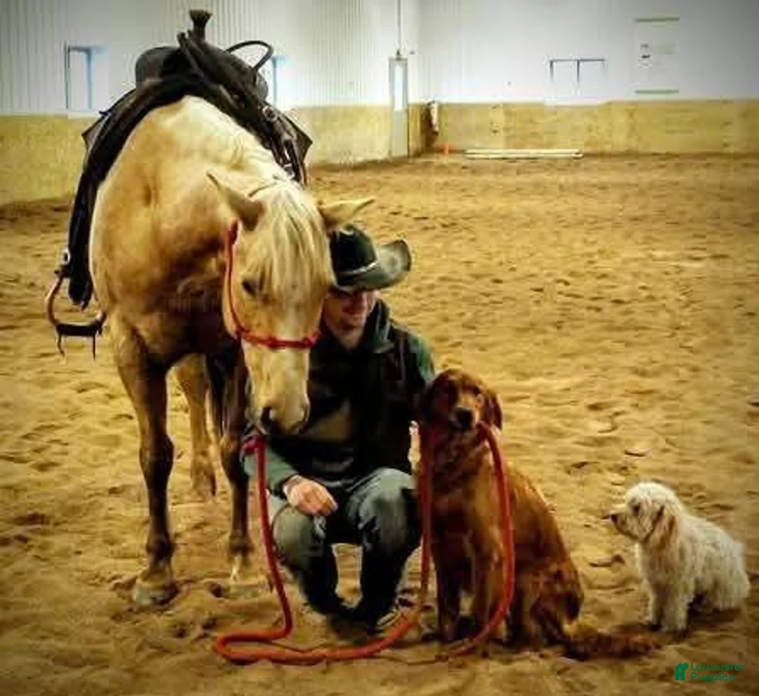 Golden Retriever dogs for sale: Millie  - Ad 5