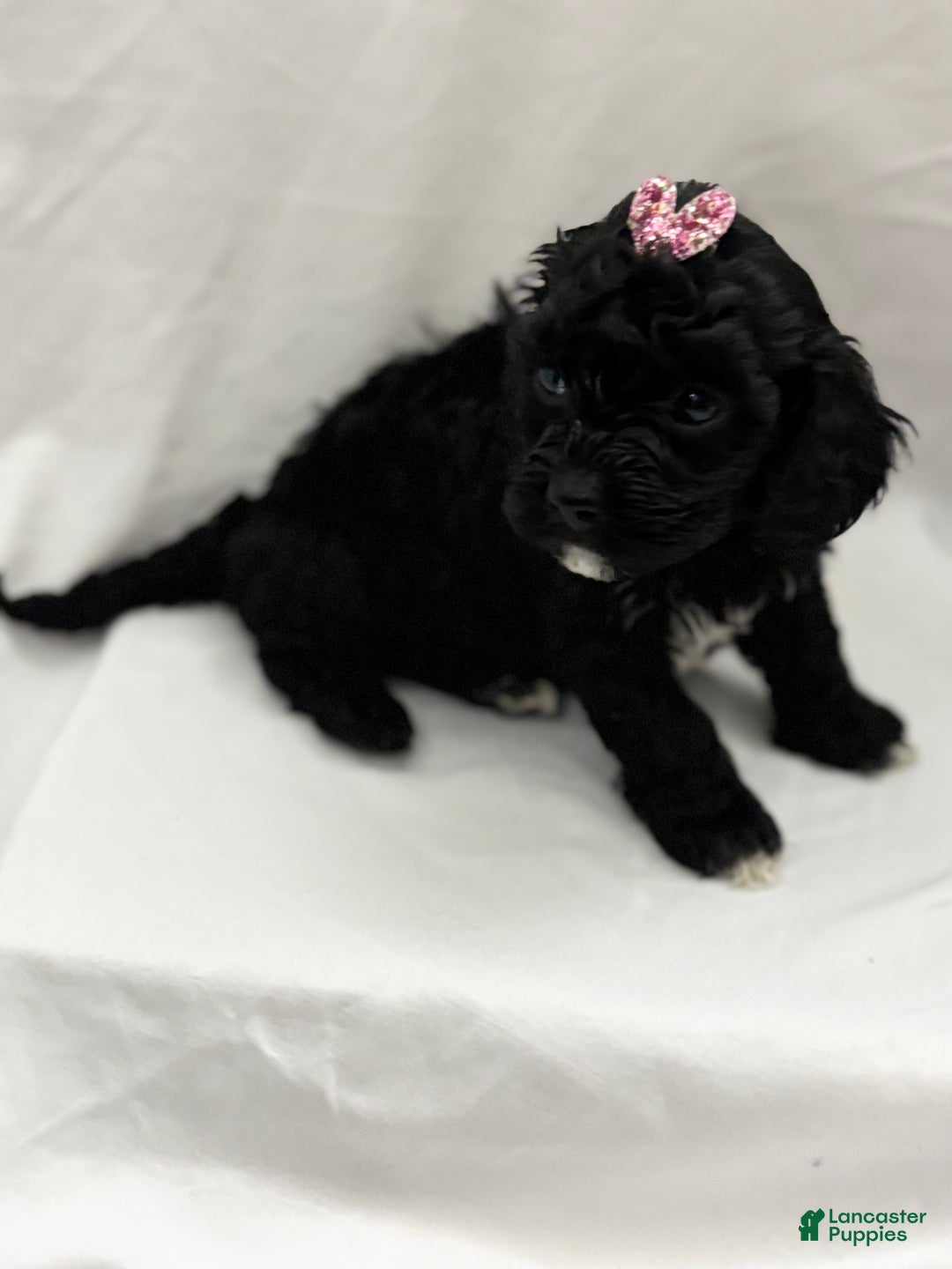 Cockapoo dogs for sale: Blu  - Ad 3