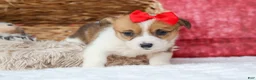 Welsh Corgi Pembroke dogs for sale:   Arlo💙 - Ad 4
