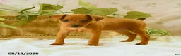Miniature Pinscher dogs for sale: Rachael - Ad 5