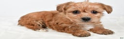 Morkie dogs for sale: Nikki - Ad 2