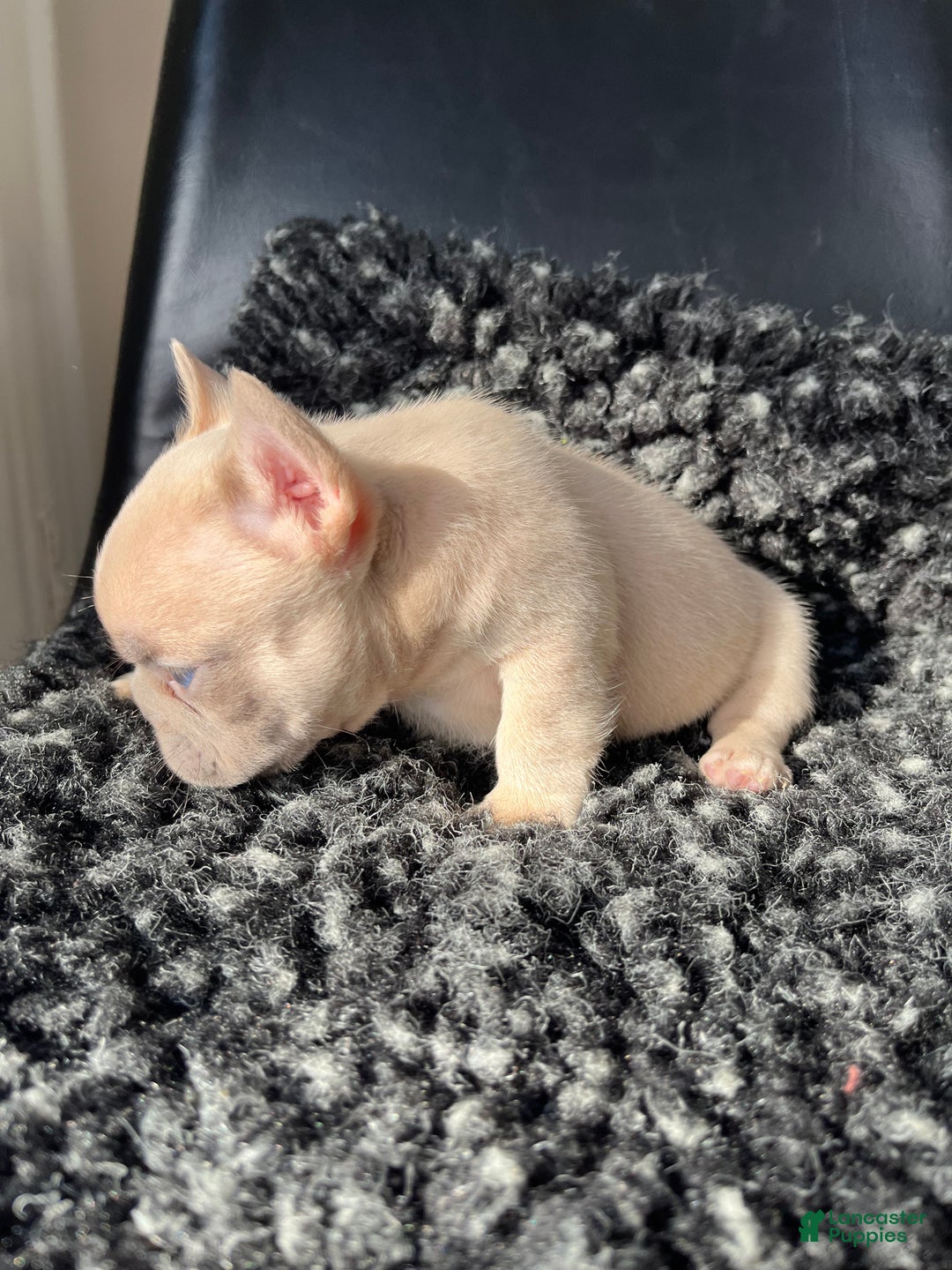 French Bulldog dogs for sale: Max - Ad 2