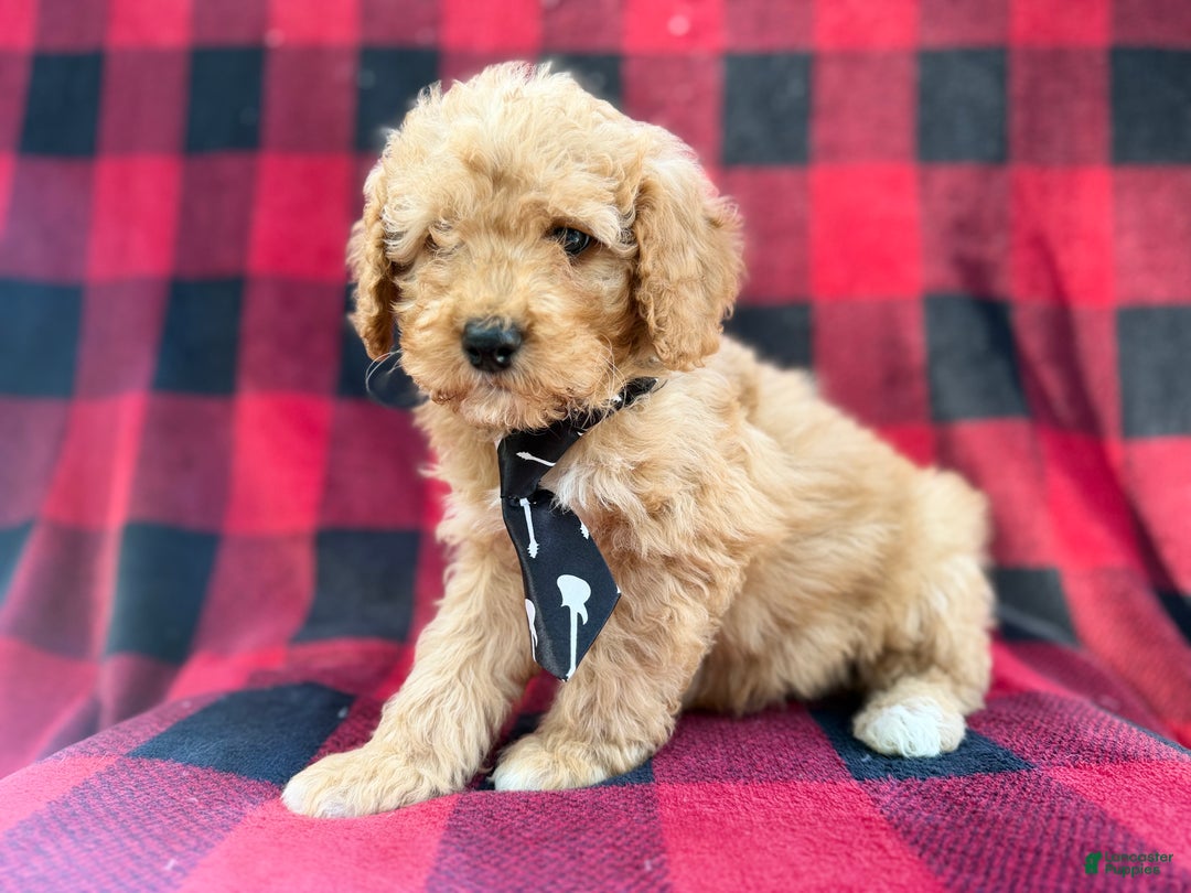 Cavapoo dogs for sale: Dexter - Ad 6