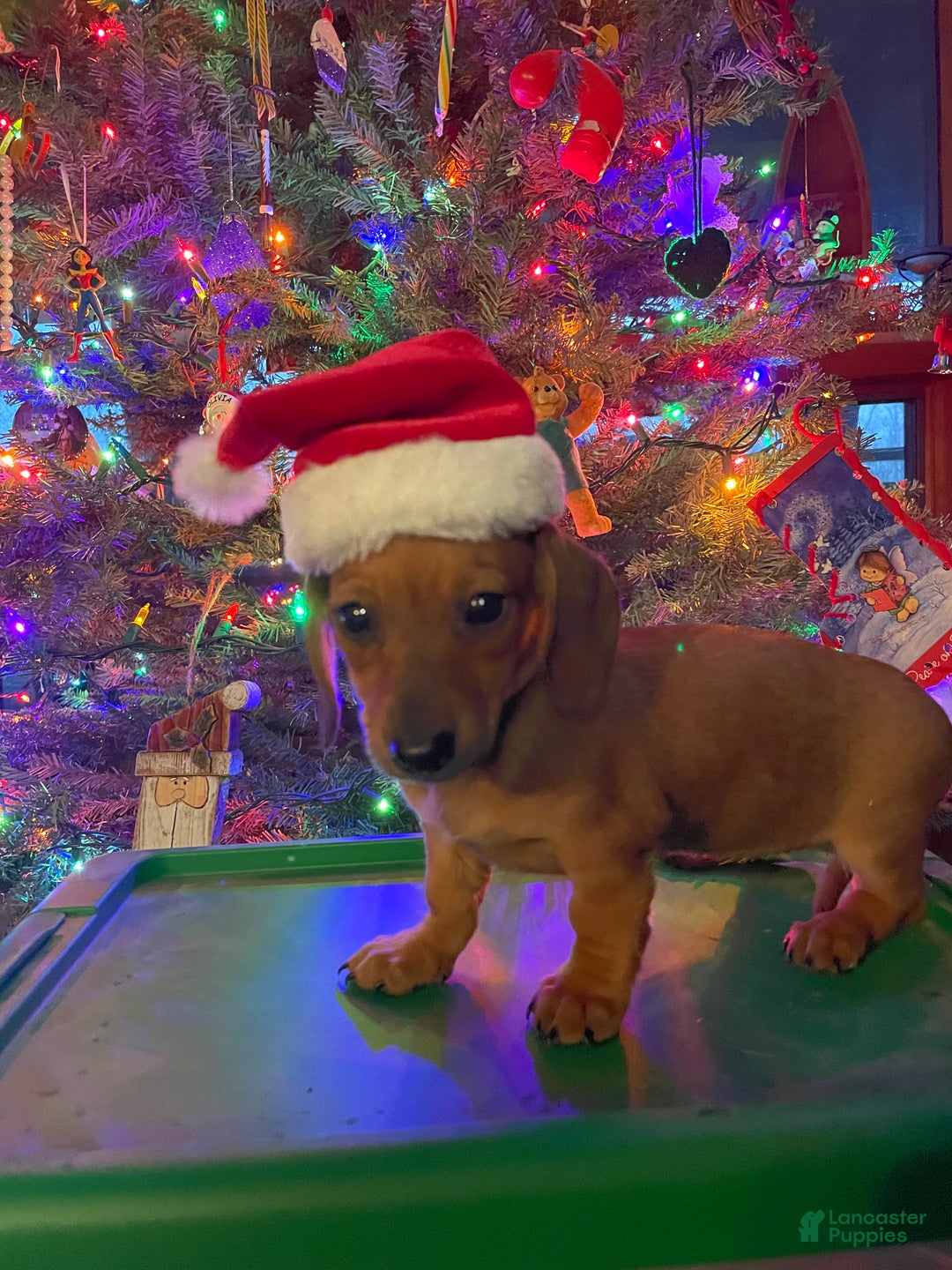 Miniature Dachshund dogs for sale: Manny - Ad 2