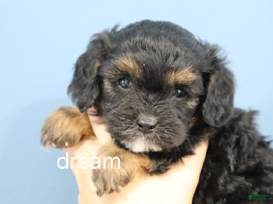Cavapoo dogs for sale: River - Ad 3