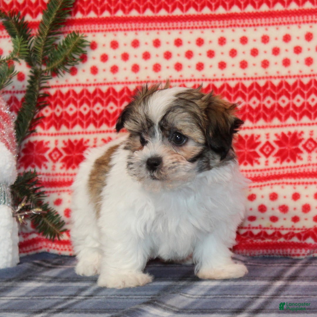 Teddy Bear dogs for sale: Feather - Ad 4