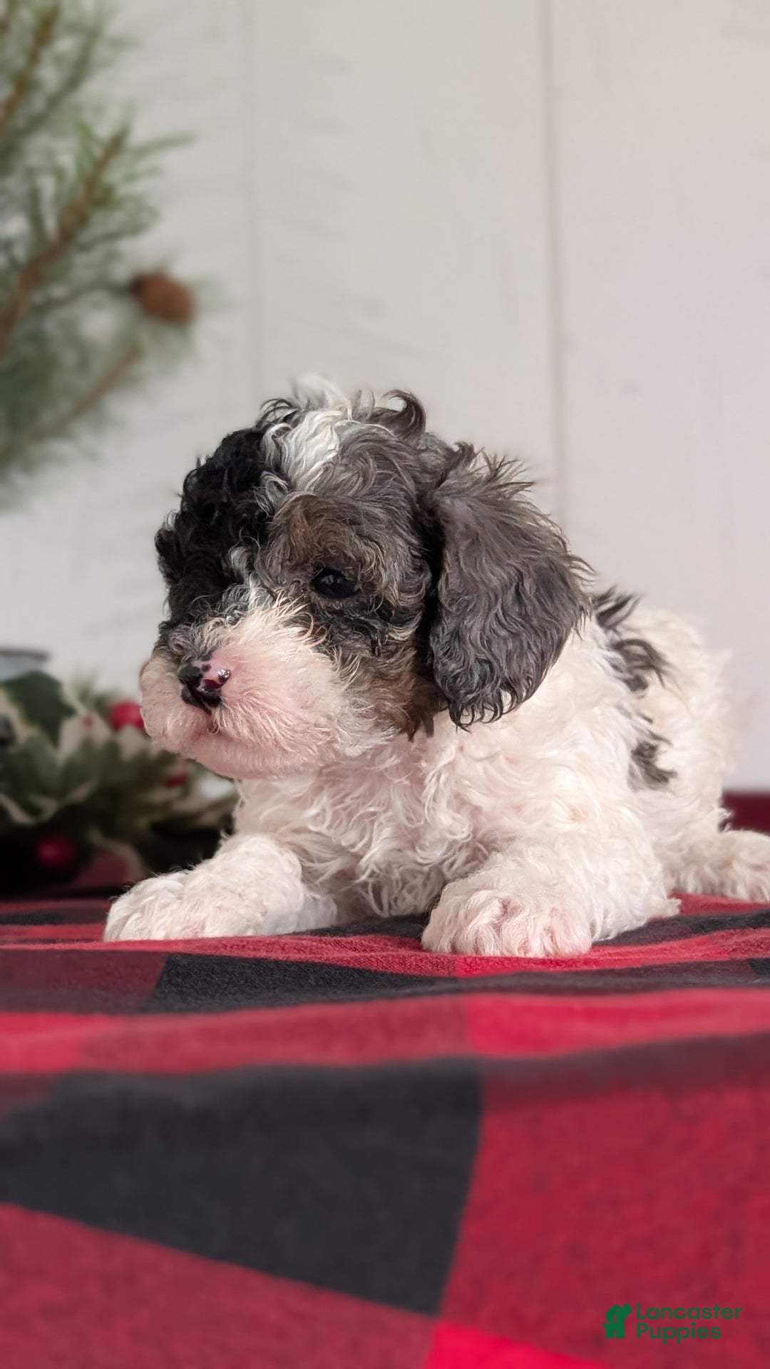 Cockapoo dogs for sale: Saint - Ad 2