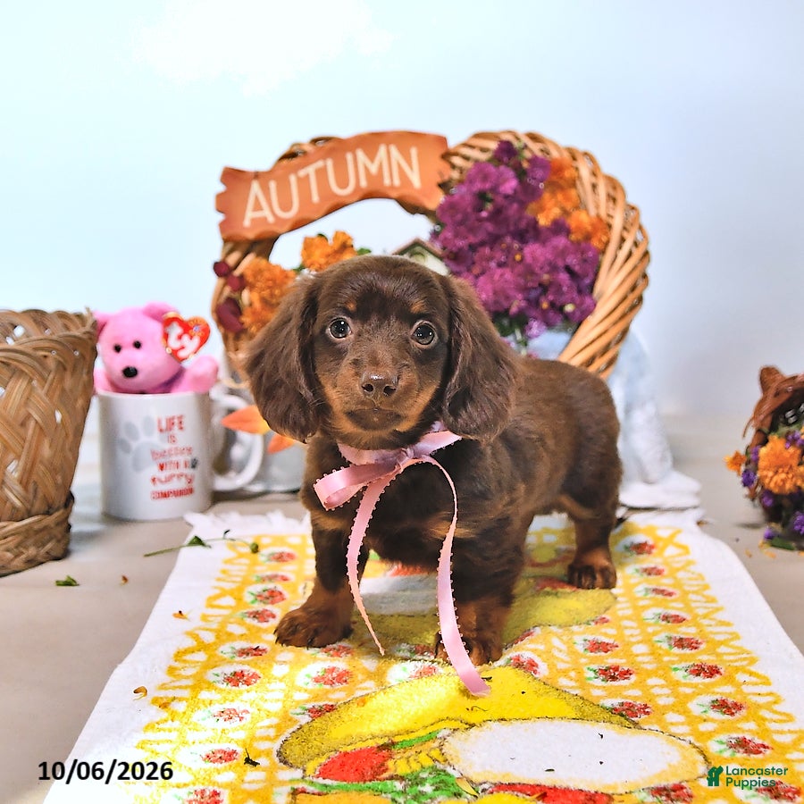 Dachshund dogs Minnie - Ad 2