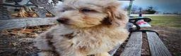 Havapoo dogs for sale: Webster - Ad 27