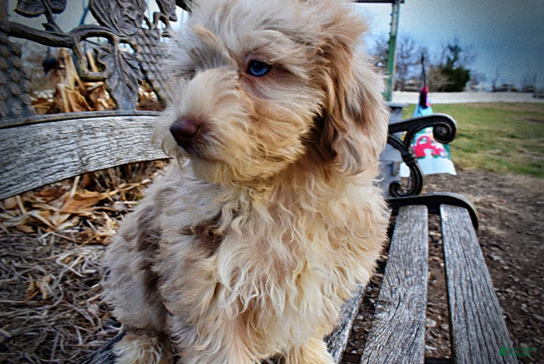 Havapoo dogs for sale: Webster - Ad 27