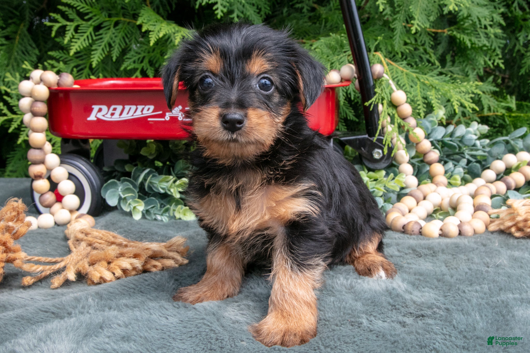 Yorkshire Terrier dogs for sale: Poppy - Ad 1