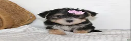 Morkie dogs for sale: Mille - Ad 3